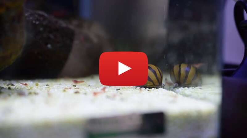 Video S0LGbMEdeUs abspielen