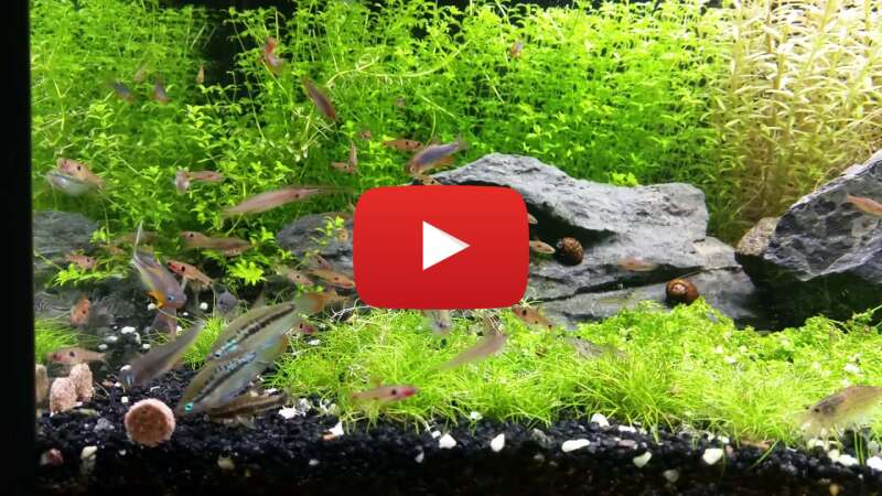 Video S1kVYtlBTJQ abspielen