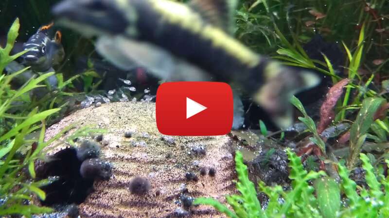 Video S5vcfI74hfk abspielen