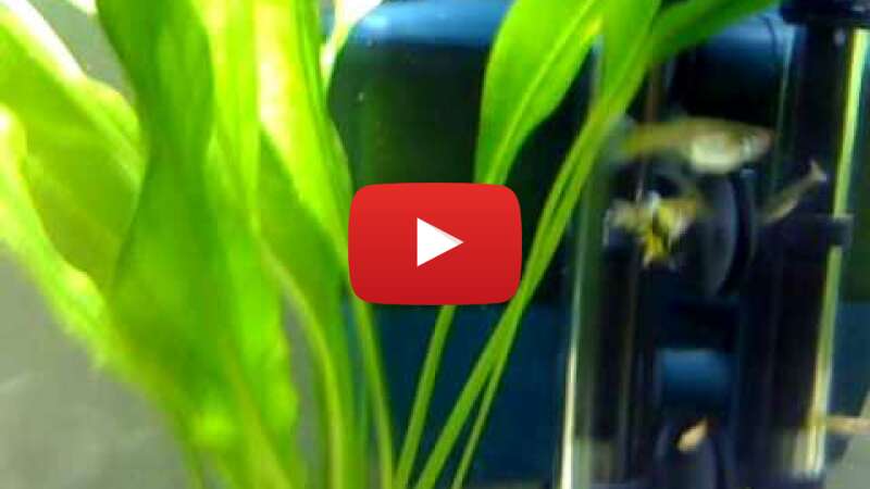 Video S6F5aF3zEbg abspielen