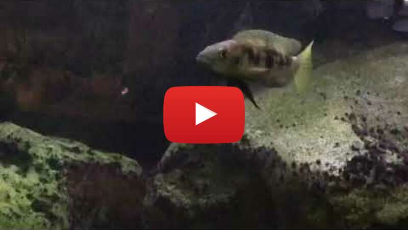 Video SBlTd_iwN0Q abspielen