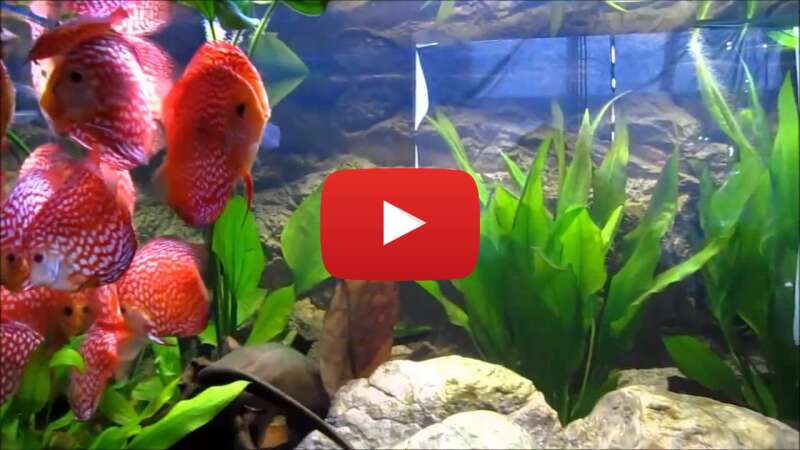 Video SEFAArgP_qE abspielen