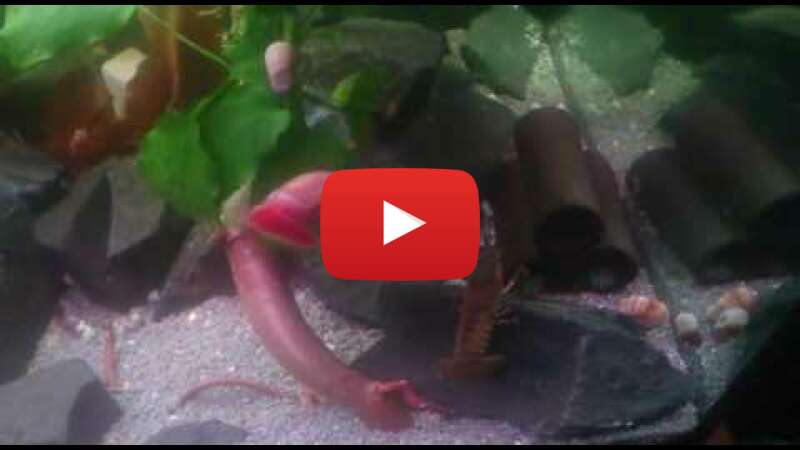 Video SH8Vza7Jx_0 abspielen