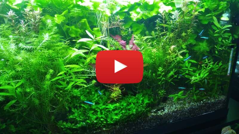 Video SJNP1oI6d2I abspielen