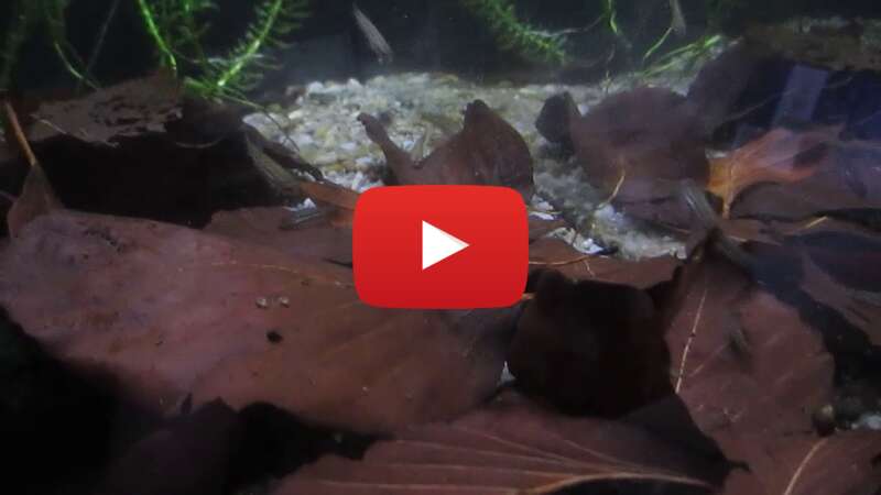 Video SJmfefmjicw abspielen