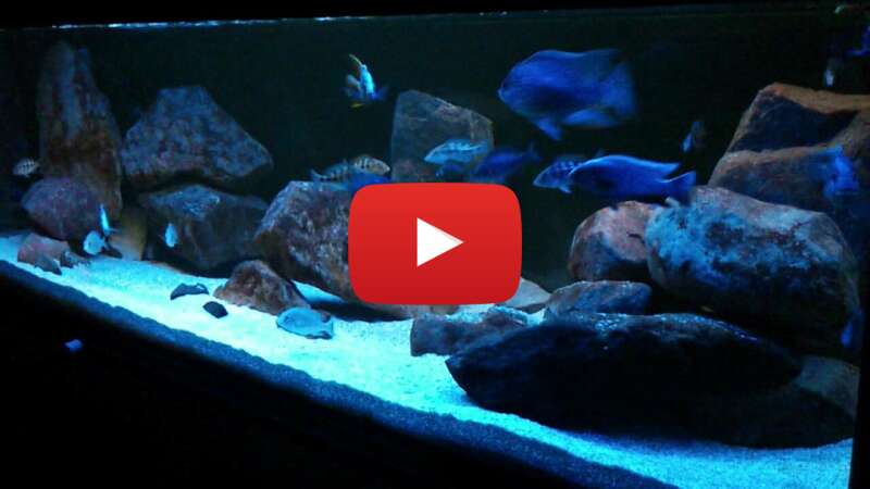 Video SLbdaEZsRLc abspielen