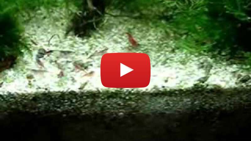 Video SLfR8CjrZ0M abspielen