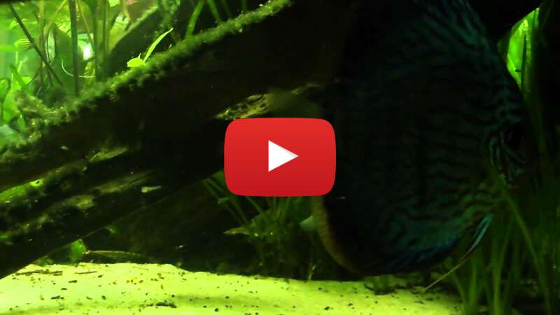 Video SMxpSwPApkY abspielen