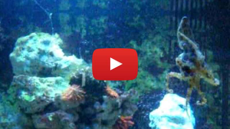 Video SPaRlVzI_Ng abspielen