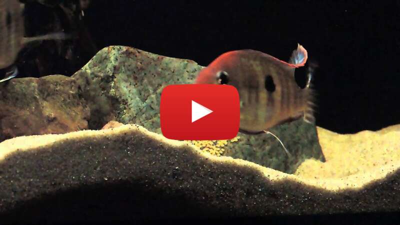 Video SPeXK8IZ5vU abspielen