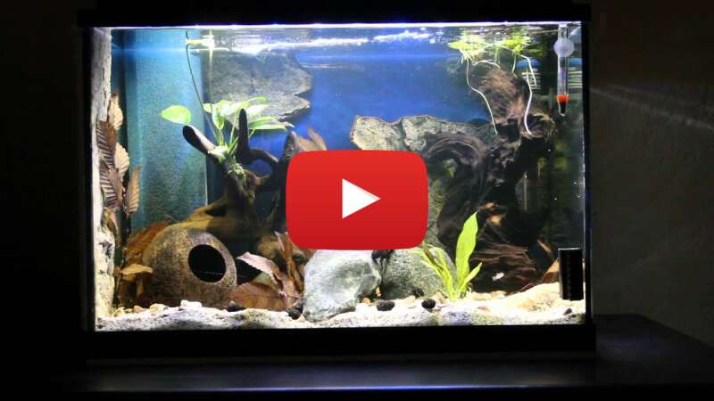 Video SSpZ3fkf0sg abspielen