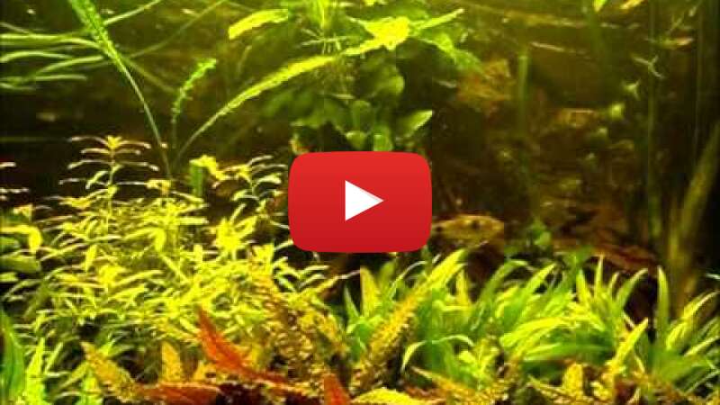 Video SUdo7ht5Tko abspielen