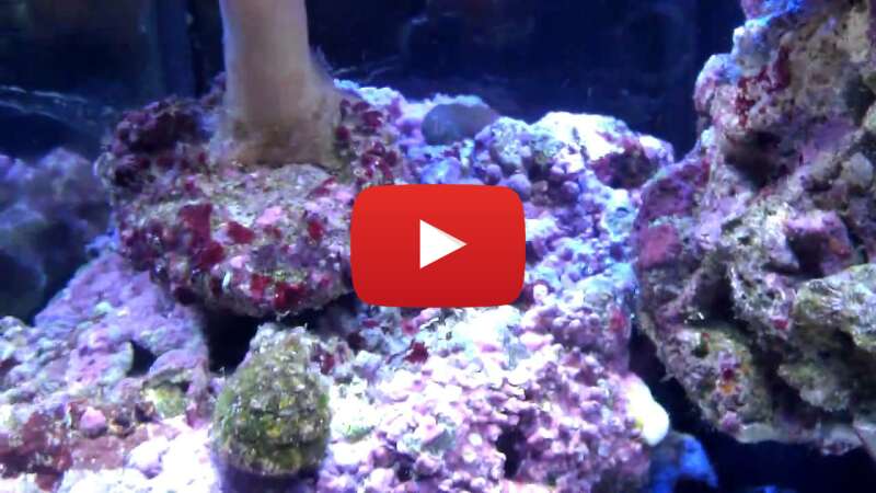 Video SWQgO28AXek abspielen