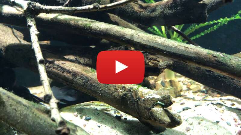 Video SXYqR4PmbSs abspielen