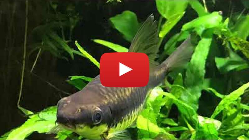 Video SXf629GTlWk abspielen