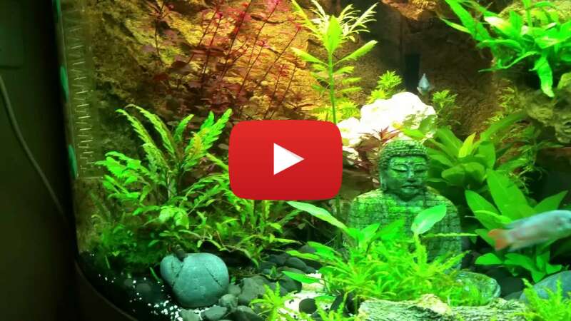 Video SYga7r47YHg abspielen