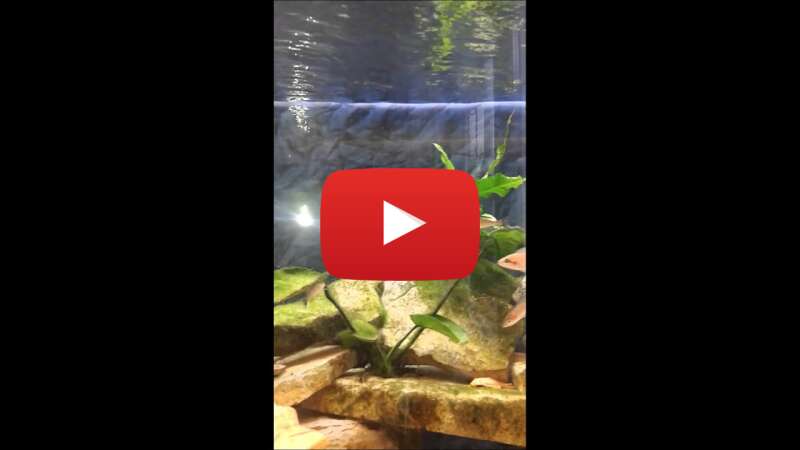 Video SZNAsEw3EH4 abspielen