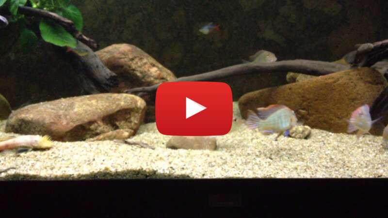 Video SZNuronuv50 abspielen