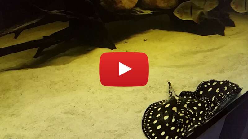 Video SaunlYB5Wak abspielen