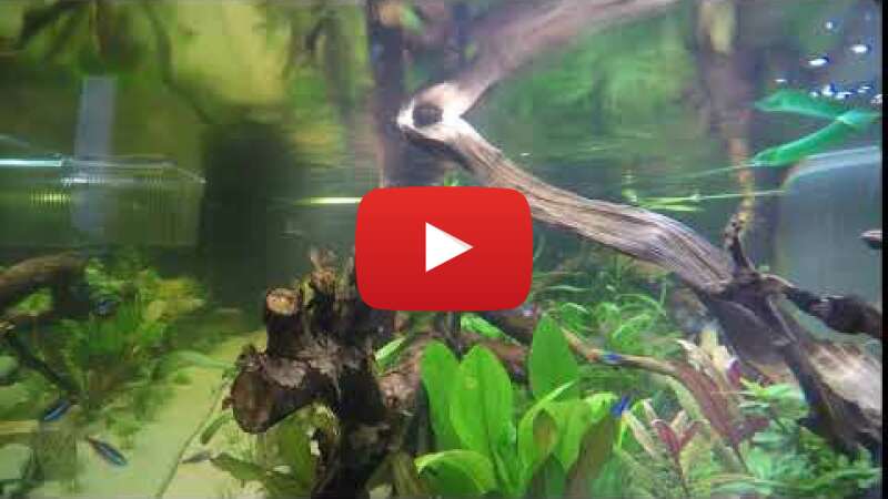 Video SbJ0QAuaC4w abspielen