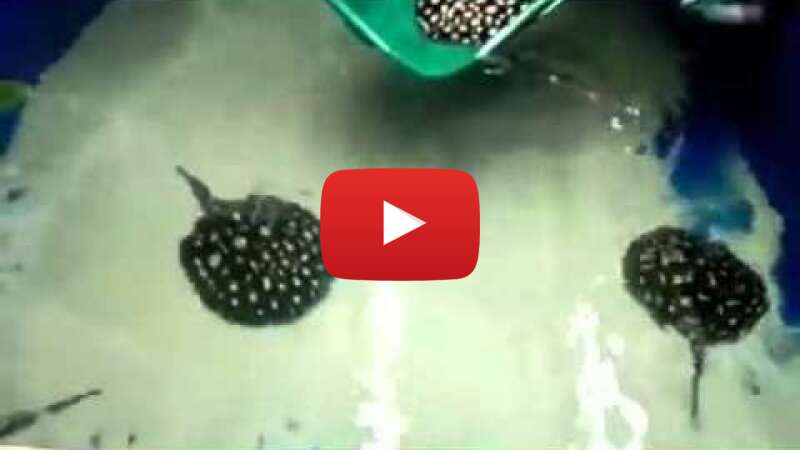 Video SrJBGJmJmnM abspielen