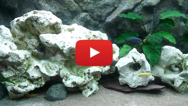 Video SsIFdDHVN_c abspielen