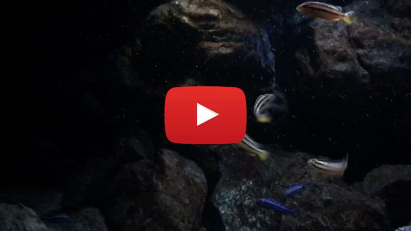 Video SuLDJoAtg-M abspielen