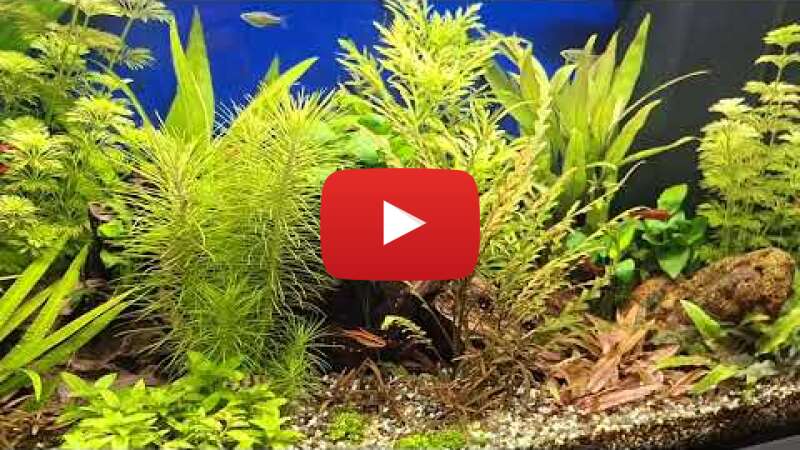 Video SuPJnUVUw2A abspielen