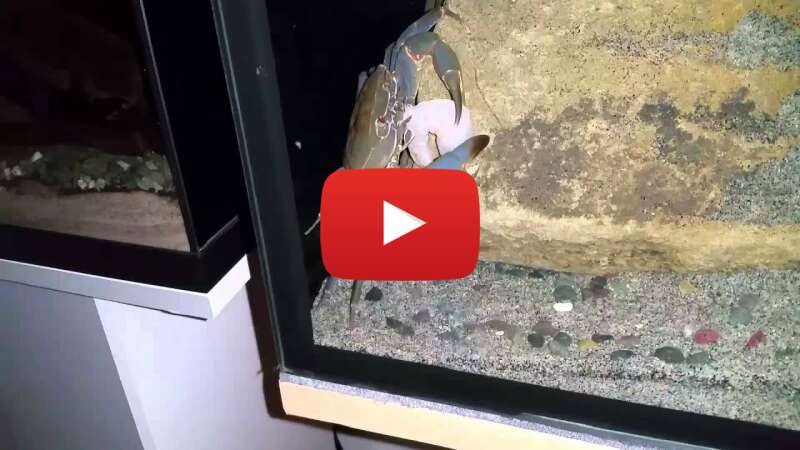 Video SwH5ujIhrKQ abspielen