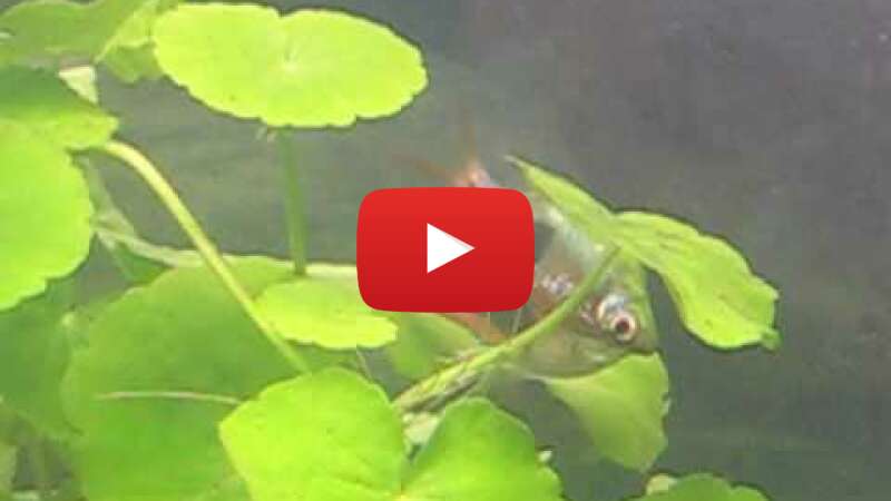 Video Sx0OeFIXFLw abspielen