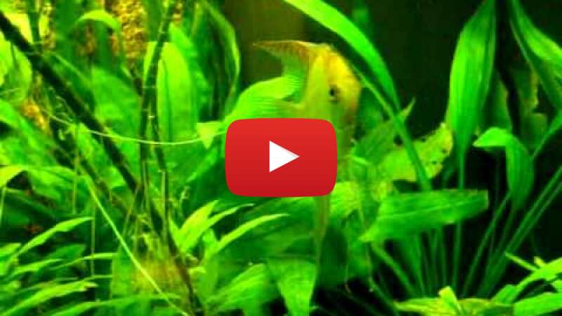 Video SxPNgLOWTCw abspielen