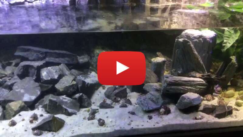 Video SxlbIf9zvzI abspielen