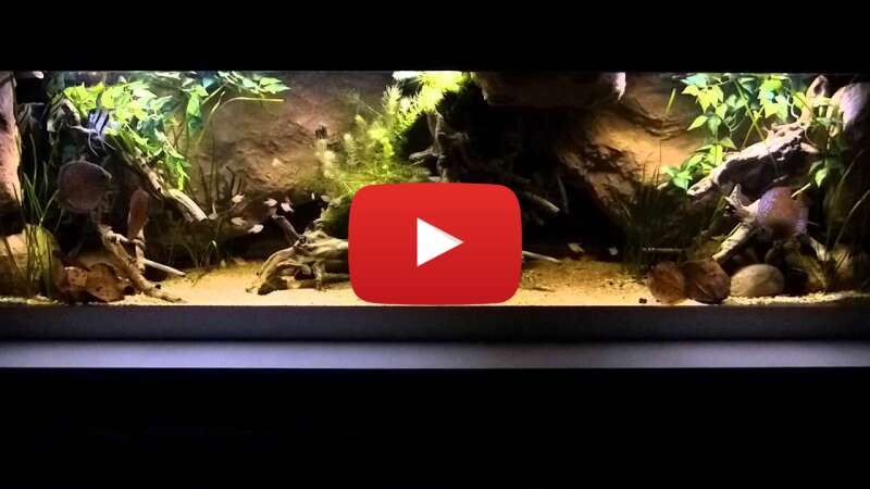 Video SyIejaHiXkQ abspielen