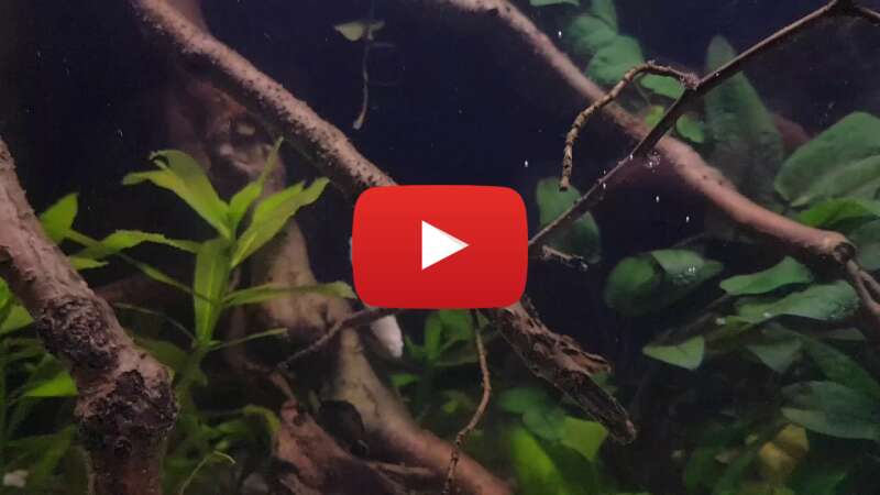 Video Syocyhj2cI8 abspielen