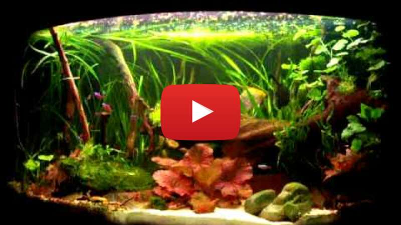 Video T1SOUa2hQtk abspielen