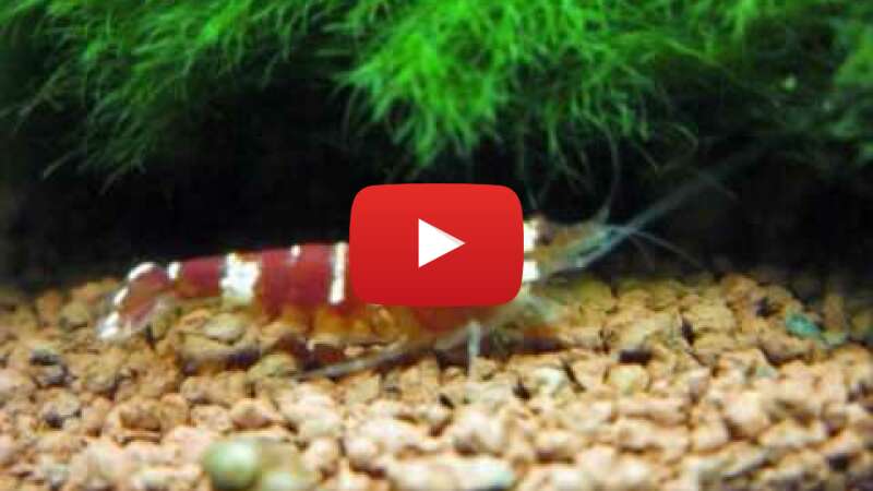 Video T25DsuRVf74 abspielen