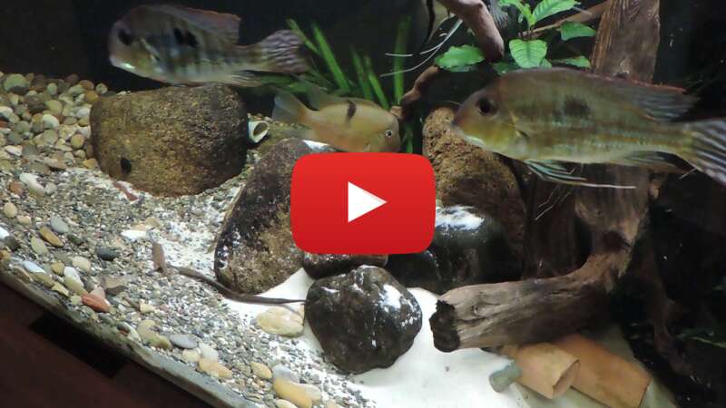 Video T6KF98NTgIU abspielen