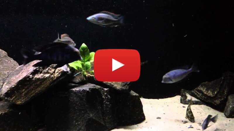 Video T7lcWpzdCO8 abspielen