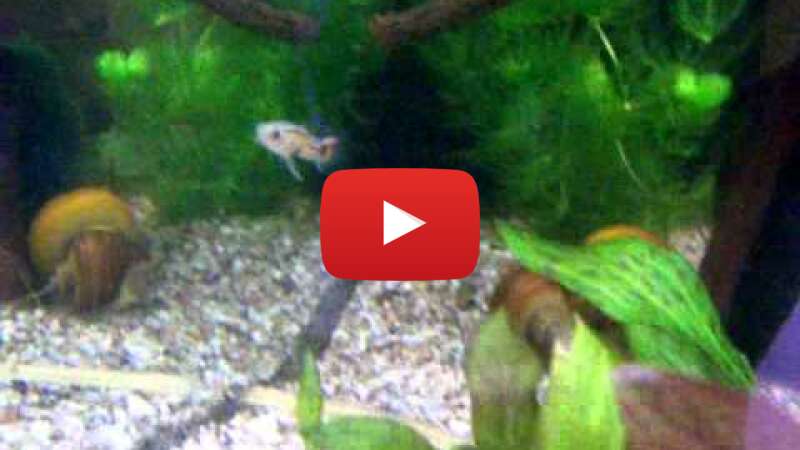 Video T9W-5PETnak abspielen