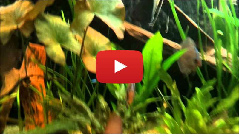 Video TG13kaOcSlI abspielen