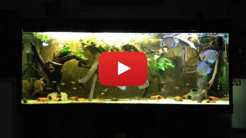 Video TGVoM6d1w5I abspielen