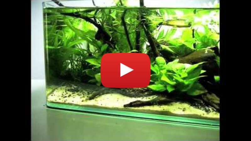 Video TIfPu7FRygA abspielen