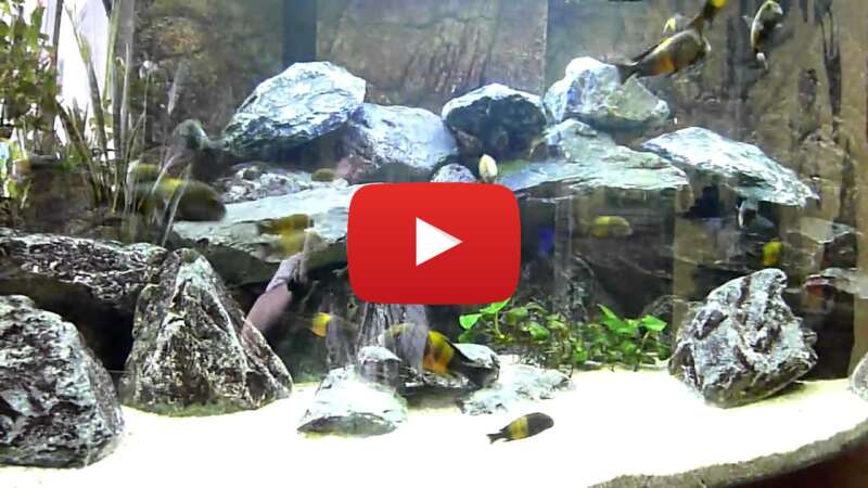 Video TIxdopP31E8 abspielen