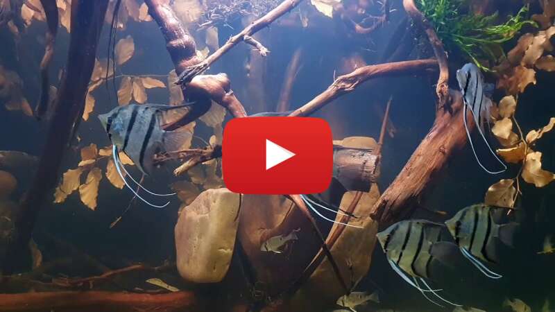 Video TOcNfKVV0Gk abspielen