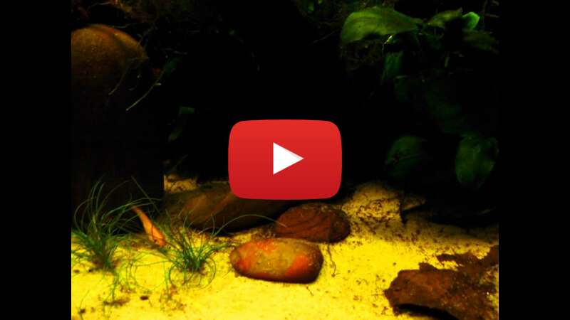 Video TRH9AhtDkqc abspielen