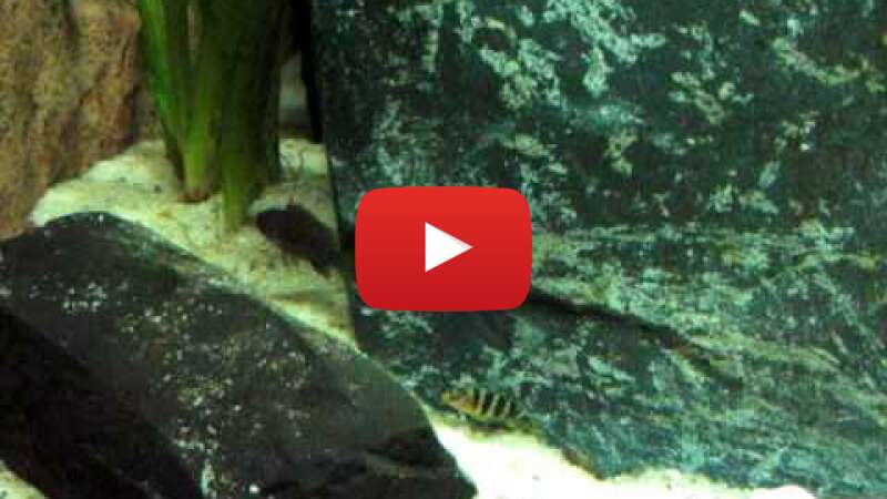 Video TSJG9lNnGwQ abspielen