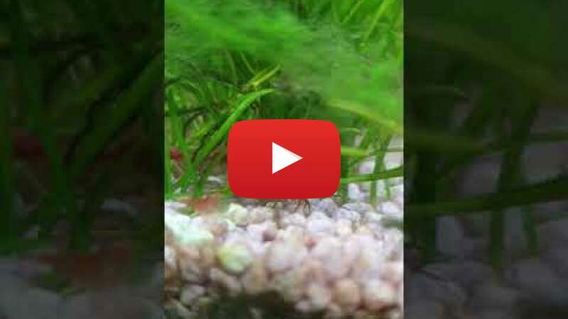 Video TV7TaTekmR8 abspielen