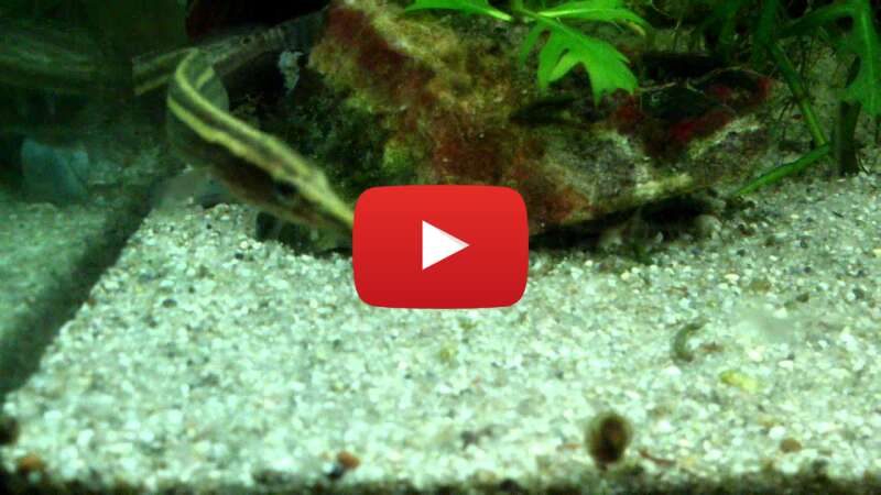 Video TVQI36ChxjA abspielen