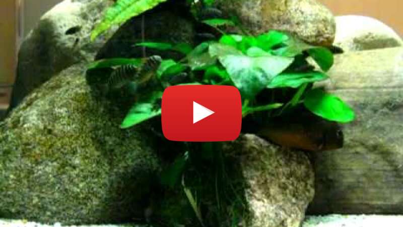 Video TZ29ROnlu00 abspielen