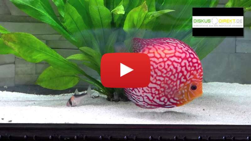 Video T_lbhSO751g abspielen